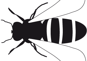 Hymenoptera
