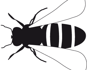 Hymenoptera