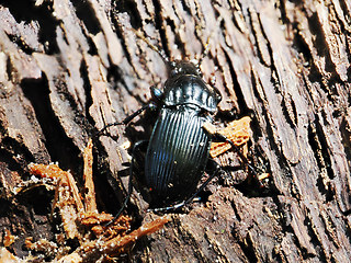 Abax parallelepipedus