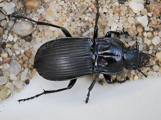 Abax parallelepipedus