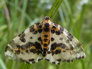 Abraxas grossulariata