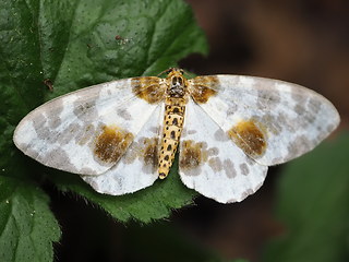 Abraxas sylvata