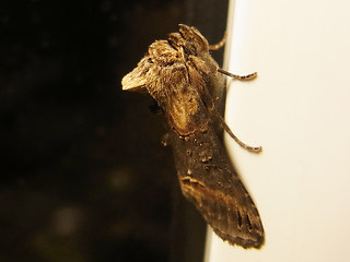 Abrostola triplasia