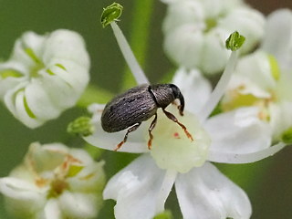 Acalyptus carpini