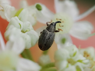 Acalyptus carpini