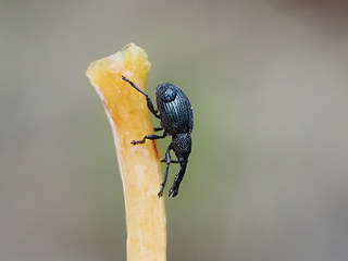 Acanephodus onopordi