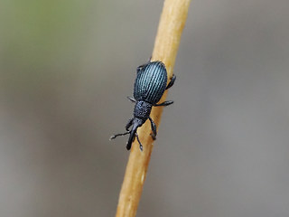 Acanephodus onopordi