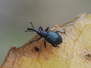 Acanephodus onopordi