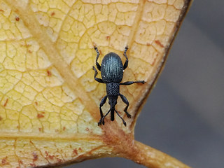 Acanephodus onopordi