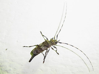 Acanthocinus griseus