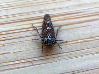 Acericerus heydenii