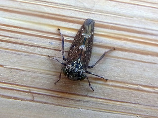 Acericerus heydenii