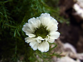 Achillea atrata