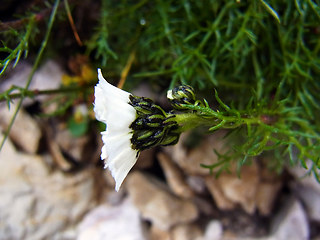 Achillea atrata