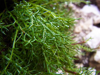 Achillea atrata