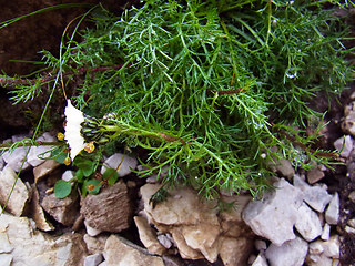 Achillea atrata