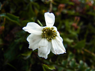 Achillea atrata