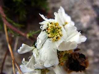 Achillea atrata