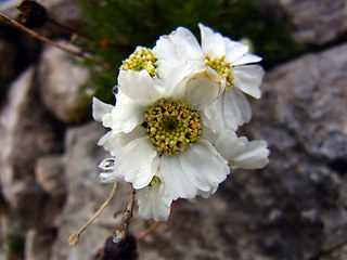 Achillea atrata