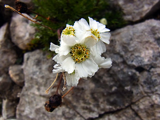 Achillea atrata