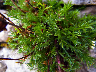 Achillea atrata