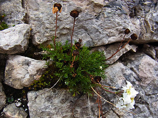 Achillea atrata