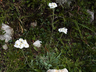 Achillea clavennae