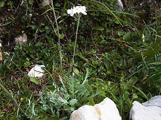 Achillea clavennae