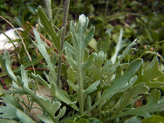 Achillea clavennae