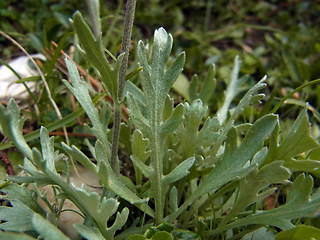 Achillea clavennae