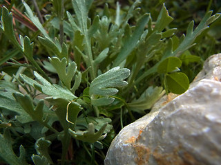 Achillea clavennae