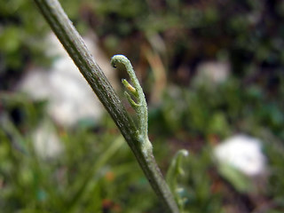 Achillea clavennae