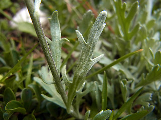 Achillea clavennae