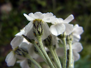 Achillea clavennae