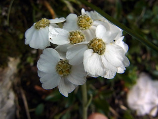 Achillea clavennae