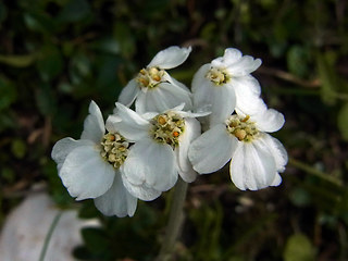 Achillea clavennae