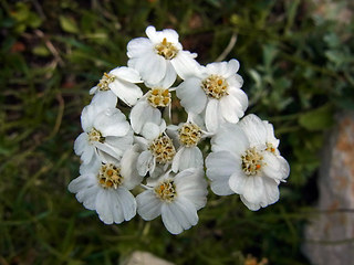 Achillea clavennae