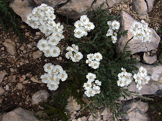 Achillea clavennae