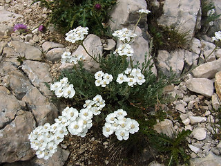 Achillea clavennae