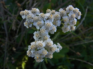 Achillea millefolium