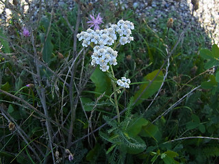 Achillea millefolium