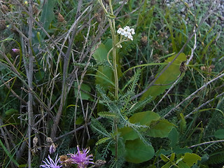 Achillea millefolium