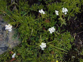 Achillea moschata