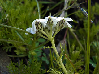 Achillea moschata