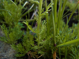 Achillea moschata