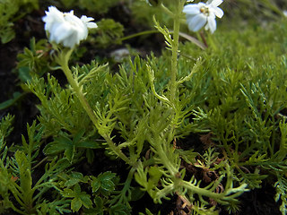 Achillea moschata