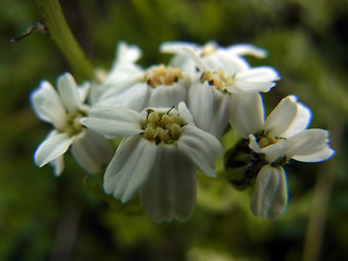 Achillea moschata