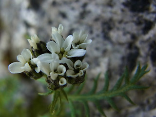 Achillea moschata