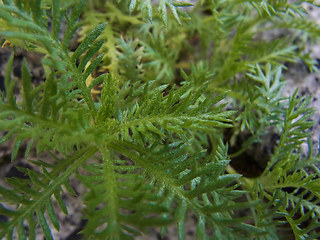 Achillea moschata