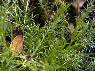 Achillea oxyloba